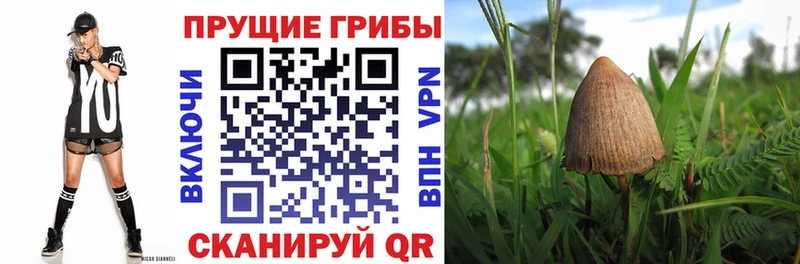 Купить закладки  Стародуб  Галлюциногенные грибы ЛСД 